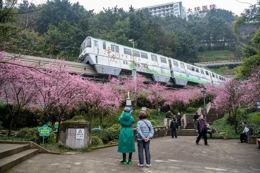 Train runs past blooming flowers in SW China's Chongqing_fororder_4
