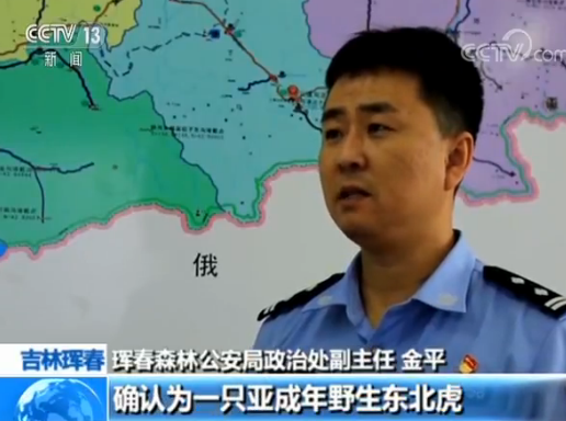 市民乘车偶遇“大猫”下山散步 老虎：你瞅啥？