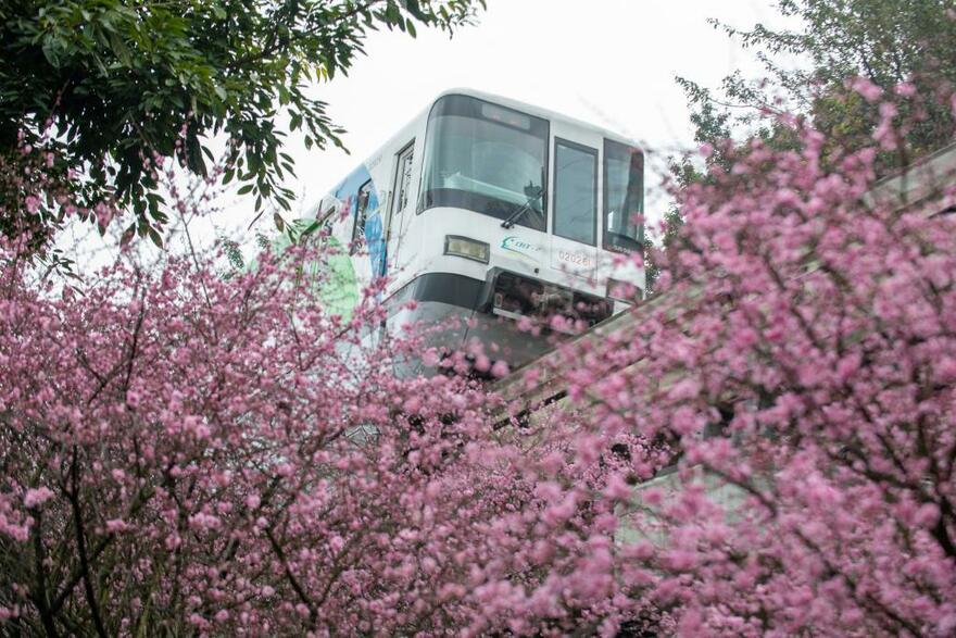 Train runs past blooming flowers in SW China's Chongqing_fororder_2