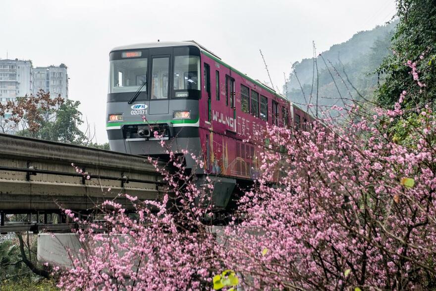 Train runs past blooming flowers in SW China's Chongqing_fororder_3