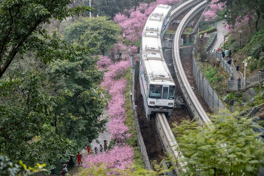 Train runs past blooming flowers in SW China's Chongqing_fororder_6