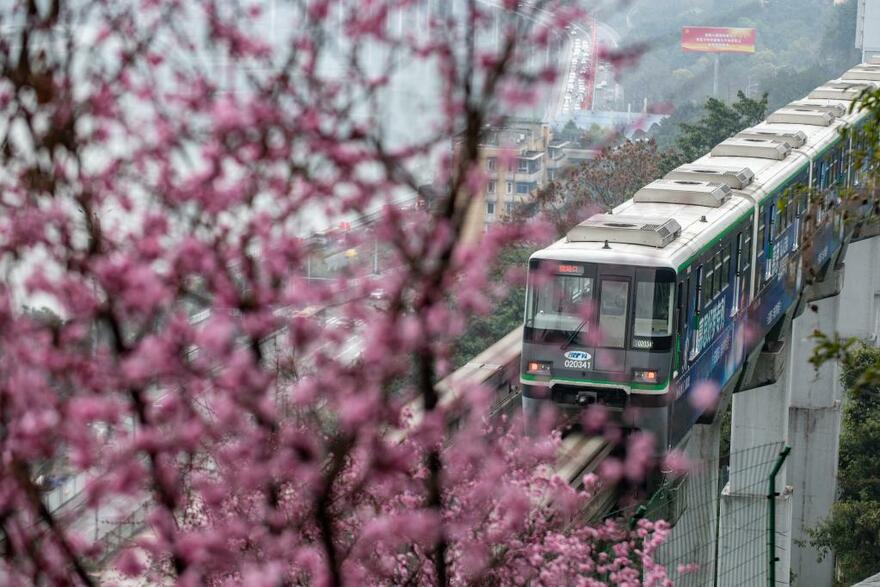 Train runs past blooming flowers in SW China's Chongqing_fororder_5