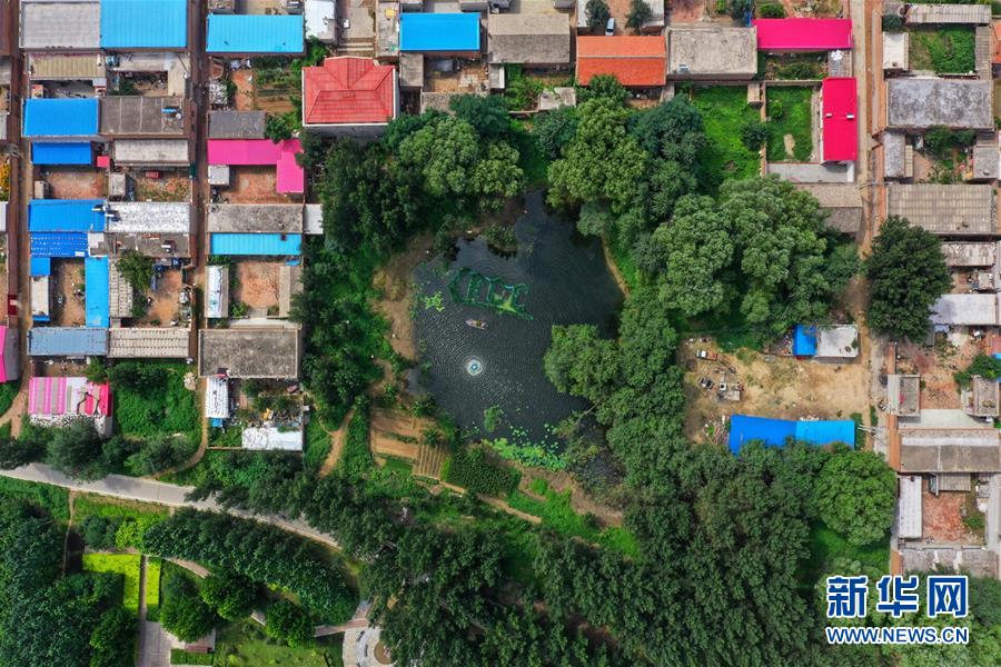 雄安新区纳污坑塘进入生物修复阶段