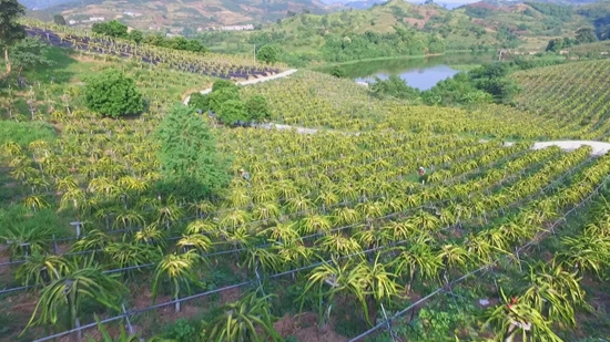 （有修改）贵州关岭：万亩火龙果成熟 产销对接果农无忧