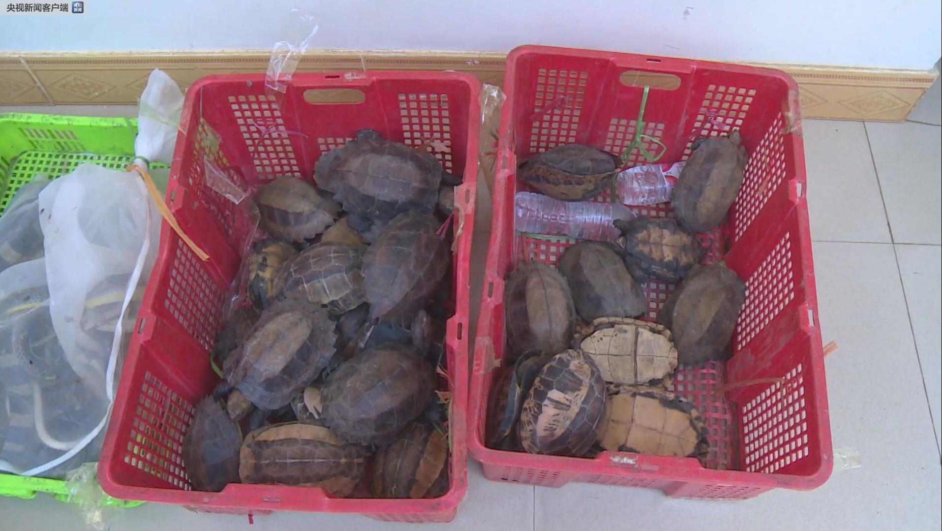 中越边境查获一批野生保护动物