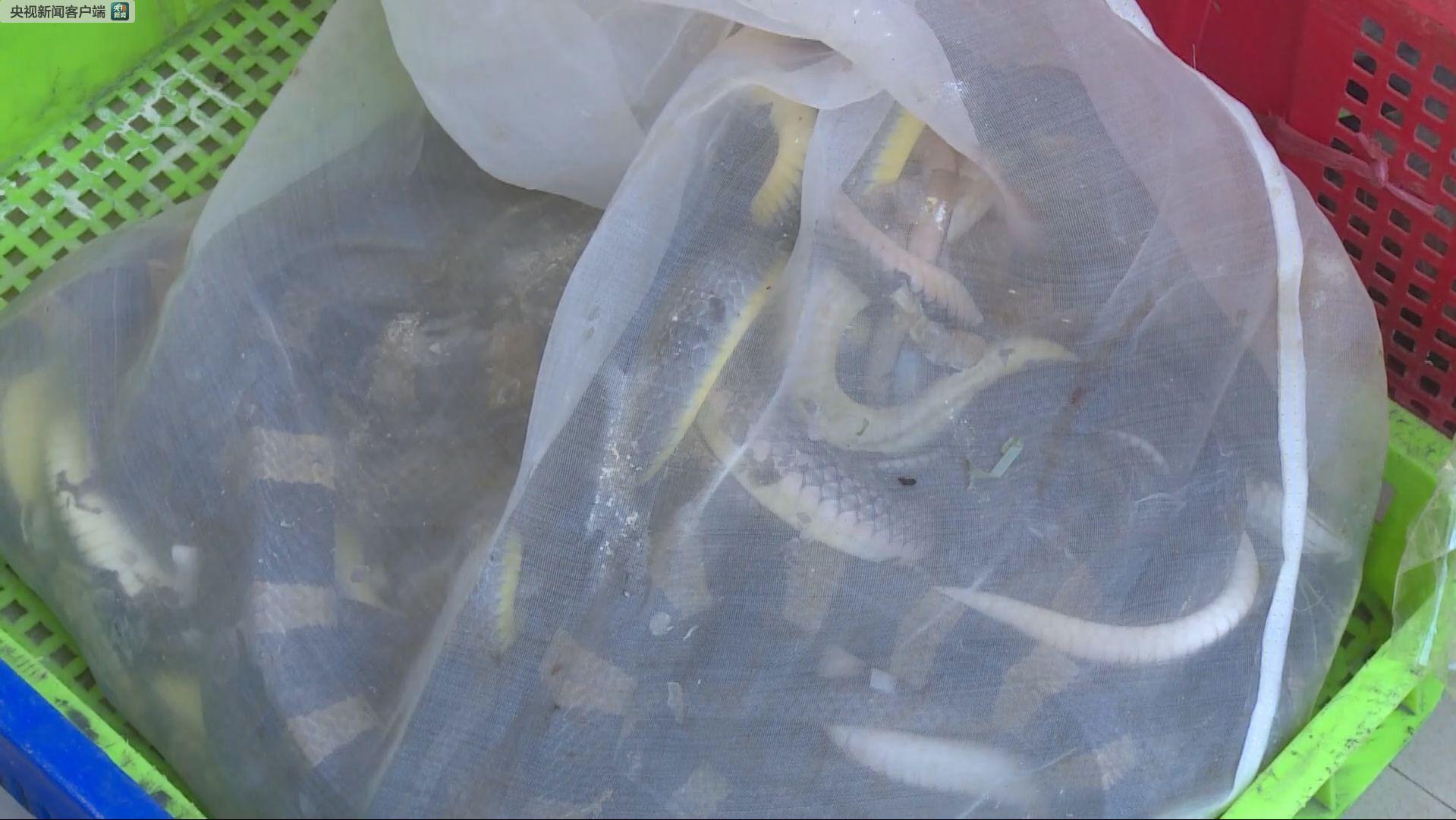 中越边境查获一批野生保护动物