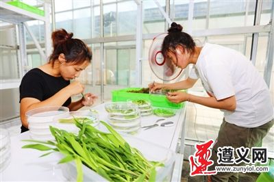 贵州遵义:绿色防控 以虫治虫 ——凤冈县天敌昆虫繁育中心掠影