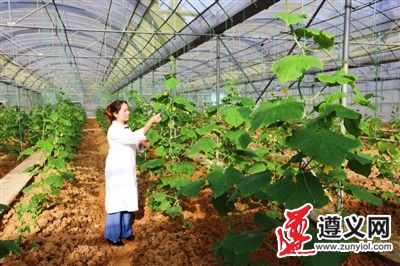 贵州遵义：绿色防控 以虫治虫 ——凤冈县天敌昆虫繁育中心掠影