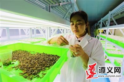 贵州遵义：绿色防控 以虫治虫 ——凤冈县天敌昆虫繁育中心掠影