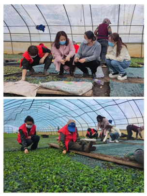 密山市妇联推进“小菜园”创建 巾帼行动助力美丽乡村建设