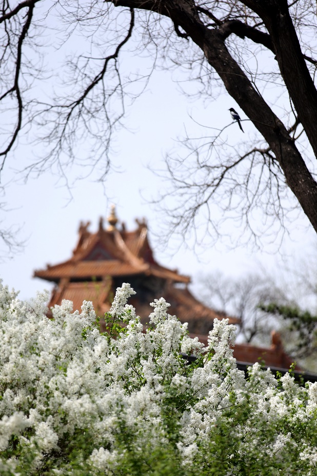 ក្លិនក្រអូបនៃផ្កាភាយពាសពេញវាំងចាស់_fororder_故宫1