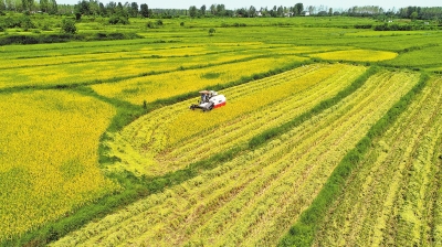 【焦点图-大图】【移动端-轮播图】【图说2】光山县再生水稻喜获丰收