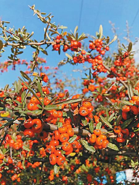 图片默认标题_fororder_4