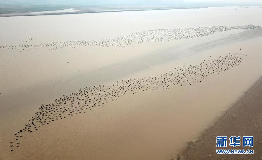 大河奔流书写绿色发展画卷——黄河连续20年不断流启示