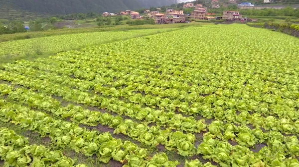 图片默认标题_fororder_1,马尔康市蔬菜种植基地-供图-马尔康市委宣传