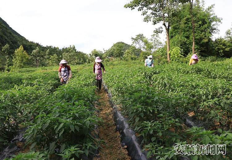 贵州紫云:新型职业农民养成记