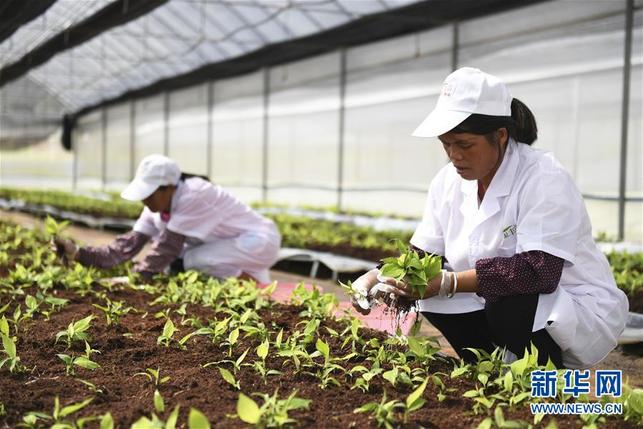 广西兴业打造香蕉、粉蕉无枯萎病健康二级种苗繁育基地