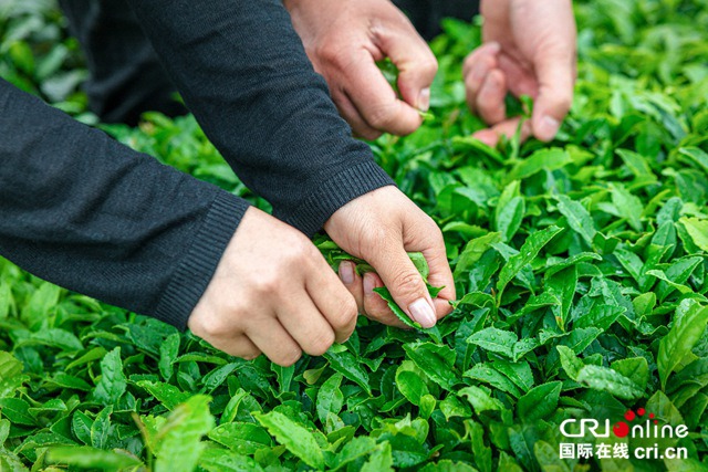 汽车频道【供稿】【资讯列表】哈弗探索用户运营新模式 用户共创首推“弗茶”品牌