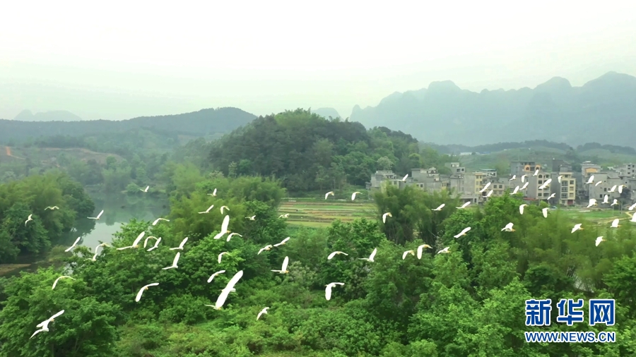广西巴马：盘阳河畔白鹭飞 “长寿之乡”生态美