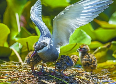 白洋淀鸟类种类增加到203种