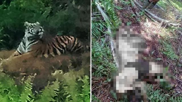 女子遭老虎啃咬露白骨惨死 同事全程目睹无力相救