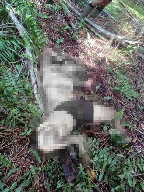 女子遭老虎啃咬露白骨惨死 同事全程目睹无力相救