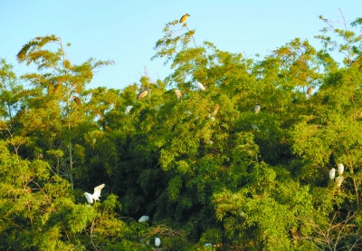 南京：竹林生态好 鹭鸟来栖息