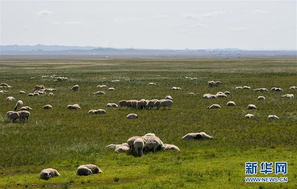 图片默认标题_fororder_caoyuan2