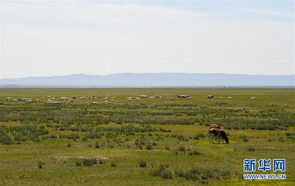 图片默认标题_fororder_caoyuan4