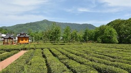 康县：飘香茶园采茶忙 绿水青山处处景