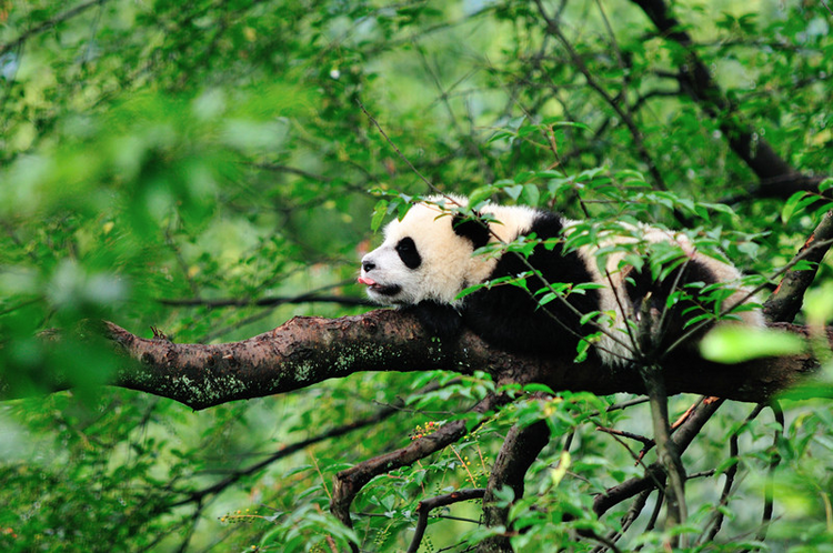China's First Group of National Parks Built to Contribute to Global Ecological Protection_fororder_5
