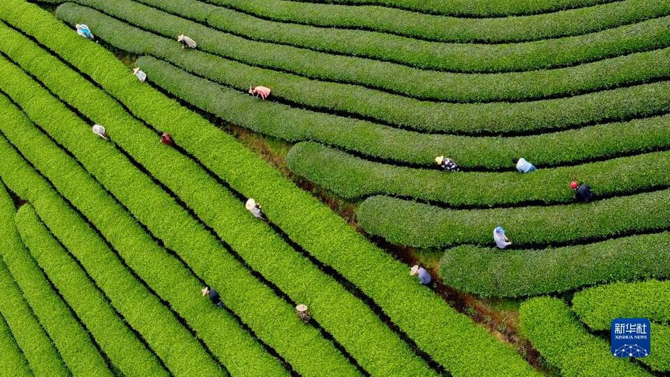 福建武夷山:茶乡春色好 茶农采茶忙