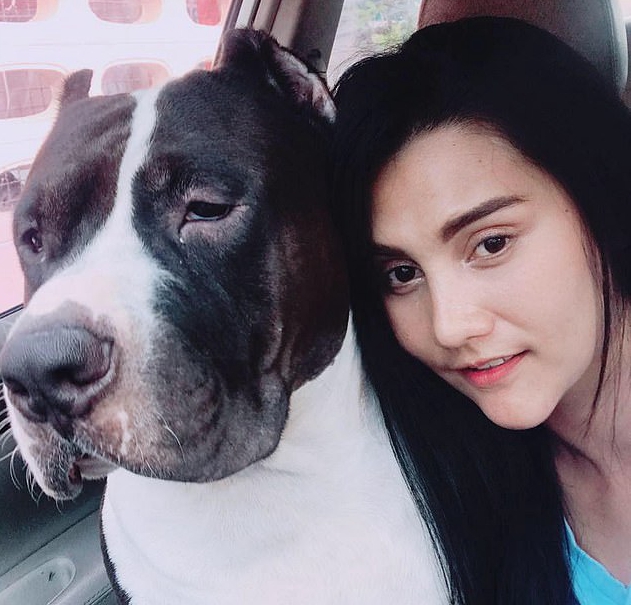 泰国一宠物狗肚里取出32只“小黄鸭” 惊呆兽医(图)