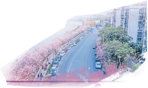 紫荆花开别样红——柳州城市“赏花经济”观察