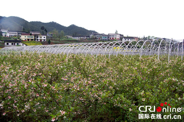 图片默认标题_fororder_万源市花萼珍珠花菜基地