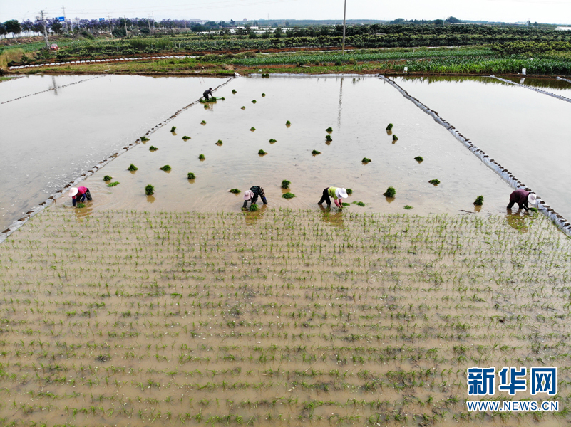 【转载】红河州蒙自市：抢抓农时育秧禾