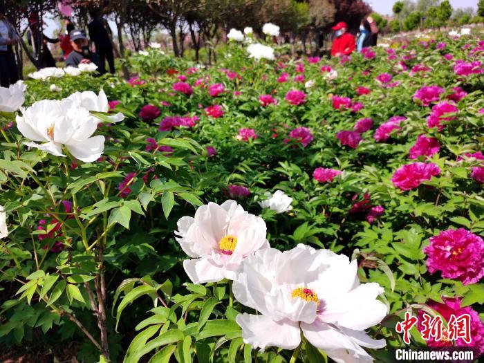 ក្រុងTan'an​ខេត្តShandongប្រទេសចិន៖សួនផ្កា​មូតានភ្នំ​Taishanជាង​20ហិកតា​បាន​រីក​​ស្គុះស្គាយ​យ៉ាងស្រស់បំព្រង_fororder_1