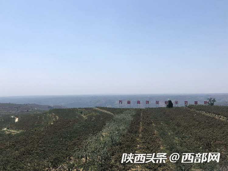 【记者再走长征路】韩城:神仙调味料花椒在这里变身“红珍珠”