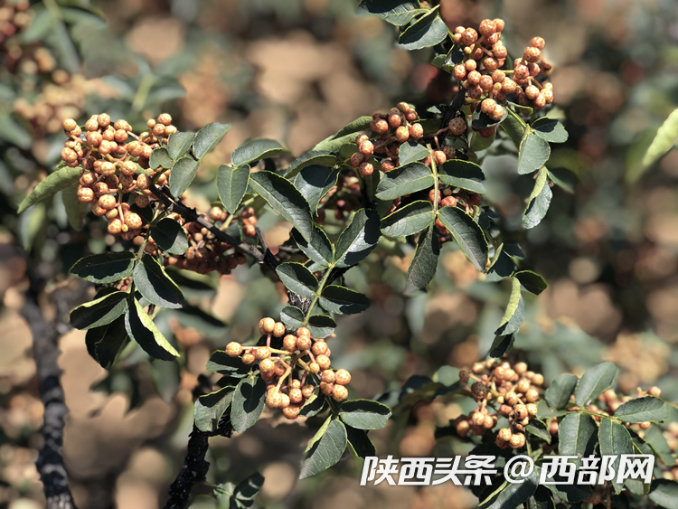【记者再走长征路】韩城:神仙调味料花椒在这里变身“红珍珠”