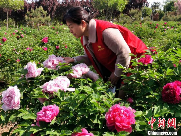 ក្រុងTan'an​ខេត្តShandongប្រទេសចិន៖សួនផ្កា​មូតានភ្នំ​Taishanជាង​20ហិកតា​បាន​រីក​​ស្គុះស្គាយ​យ៉ាងស្រស់បំព្រង_fororder_3