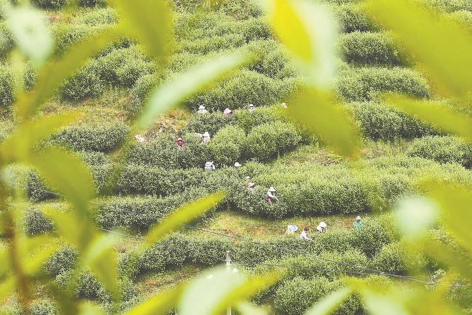 武夷山:春日采茶忙_fororder_ea204d29-ca04-4fc9-98b9-609e3d7de71d