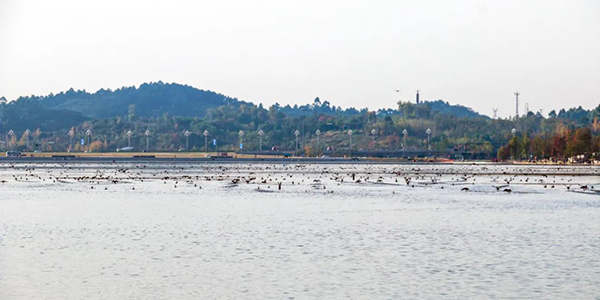 一人一舟 坚守在成都兴隆湖的“水生态维护者”们_fororder_↑-飞鸟成群的兴隆湖之下是水草摇曳，鱼翔浅底丨摄影：刘杰-