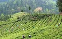 安顺西秀：茶旅融合带动乡村振兴