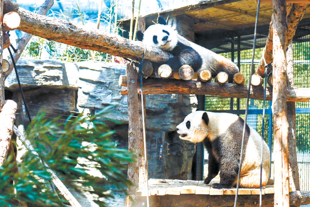 动物园奥运熊猫馆全新亮相