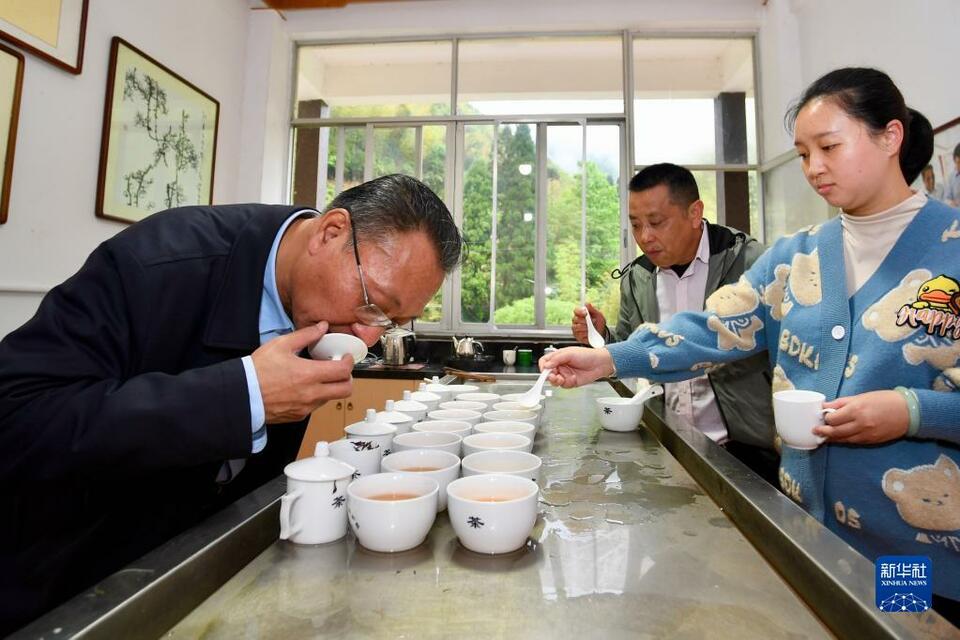 武夷山繁忙制茶季
