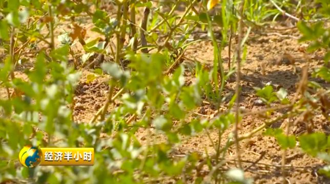 曾经京津冀沙尘暴的“罪魁祸首”，如今变成了聚宝盆！是啥把沙漠