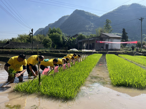 （转载）泸州合江县：种下特色稻 祈盼丰收粮