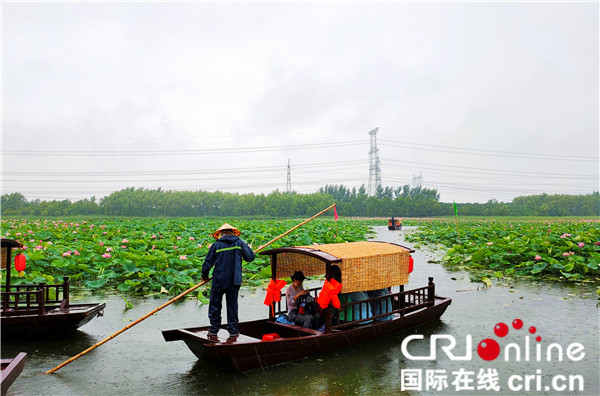 荡舟荷花间 八方游客“打卡”铁岭莲花湿地