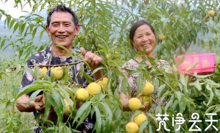 贵州印江：千亩黄桃迎丰收 枝头果实成佳酿