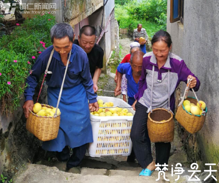 贵州印江：千亩黄桃迎丰收 枝头果实成佳酿